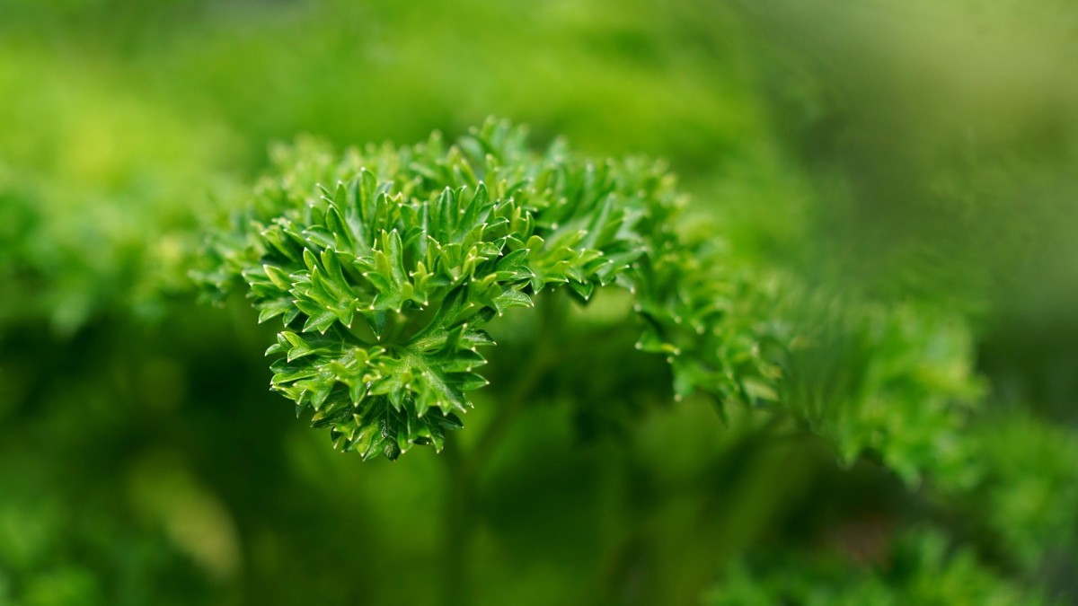 coltivare il prezzemolo in casa