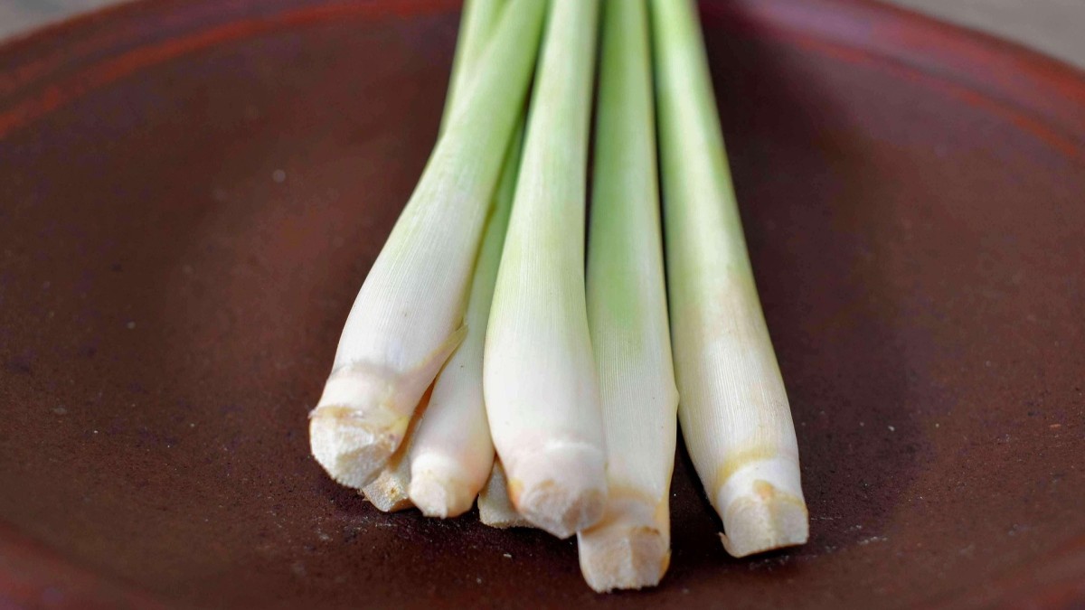 pianta della citronella