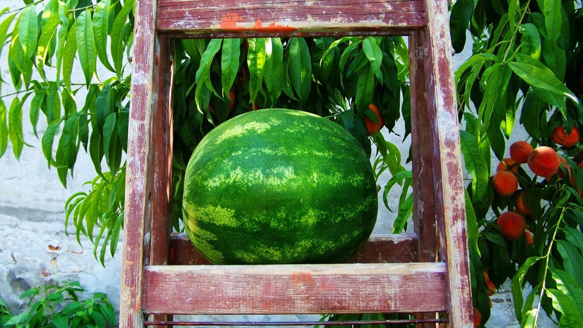 cosa coltivare nell'orto a giugno