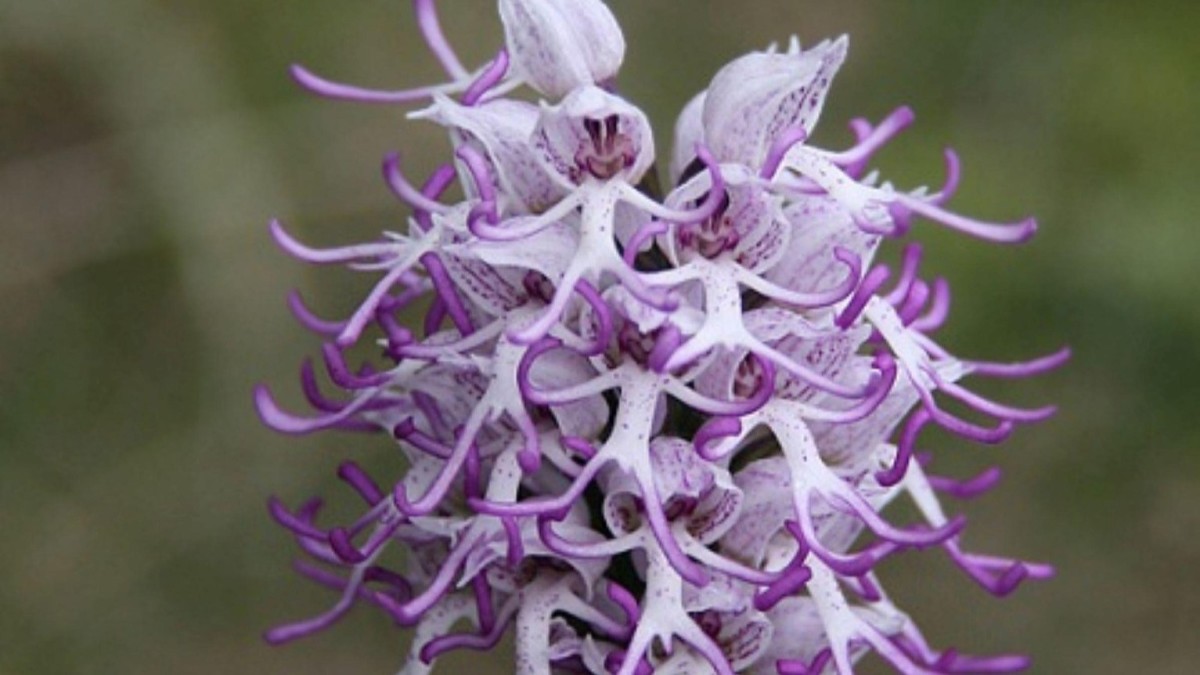 orchidea scimmia
