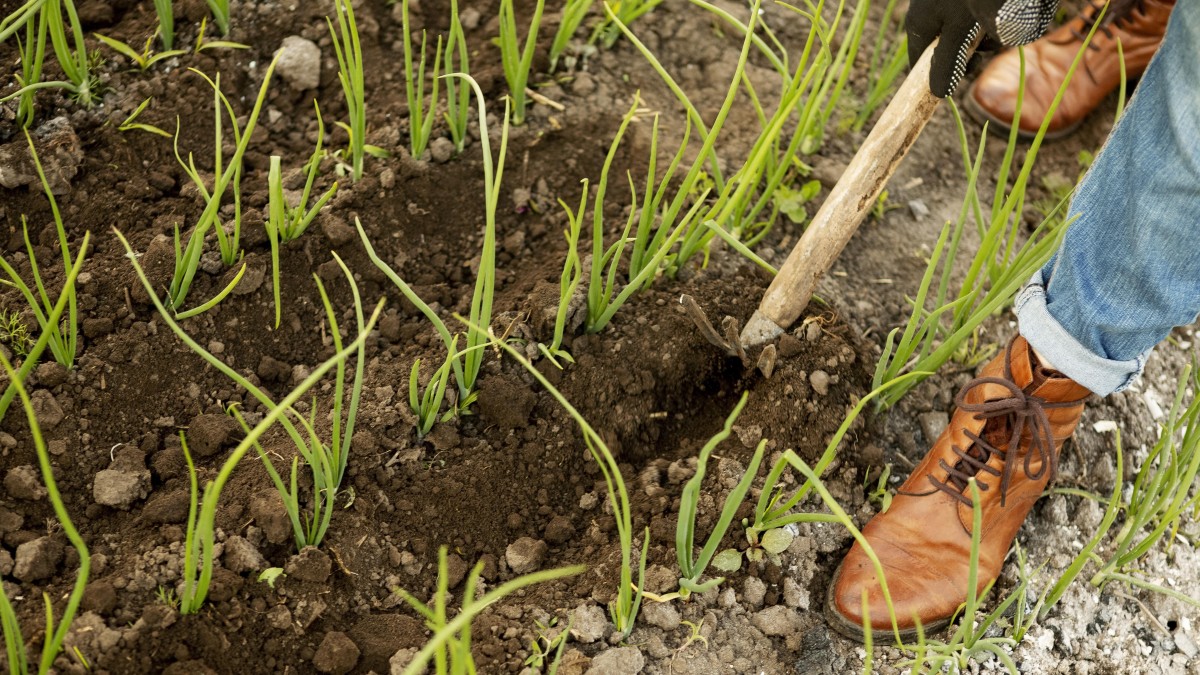 come misurare ph terreno