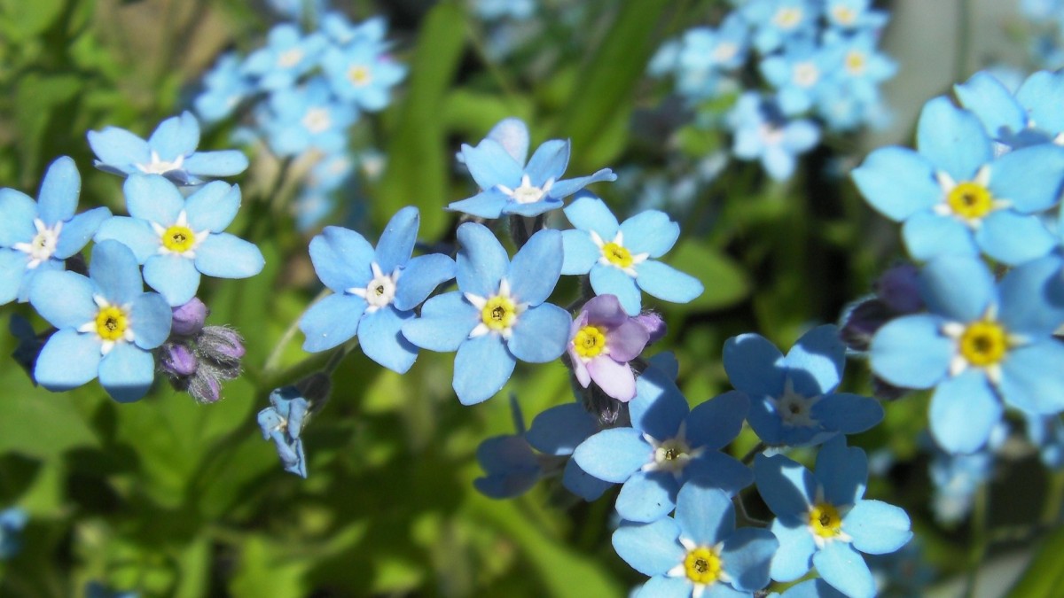 cosa piantare a giugno