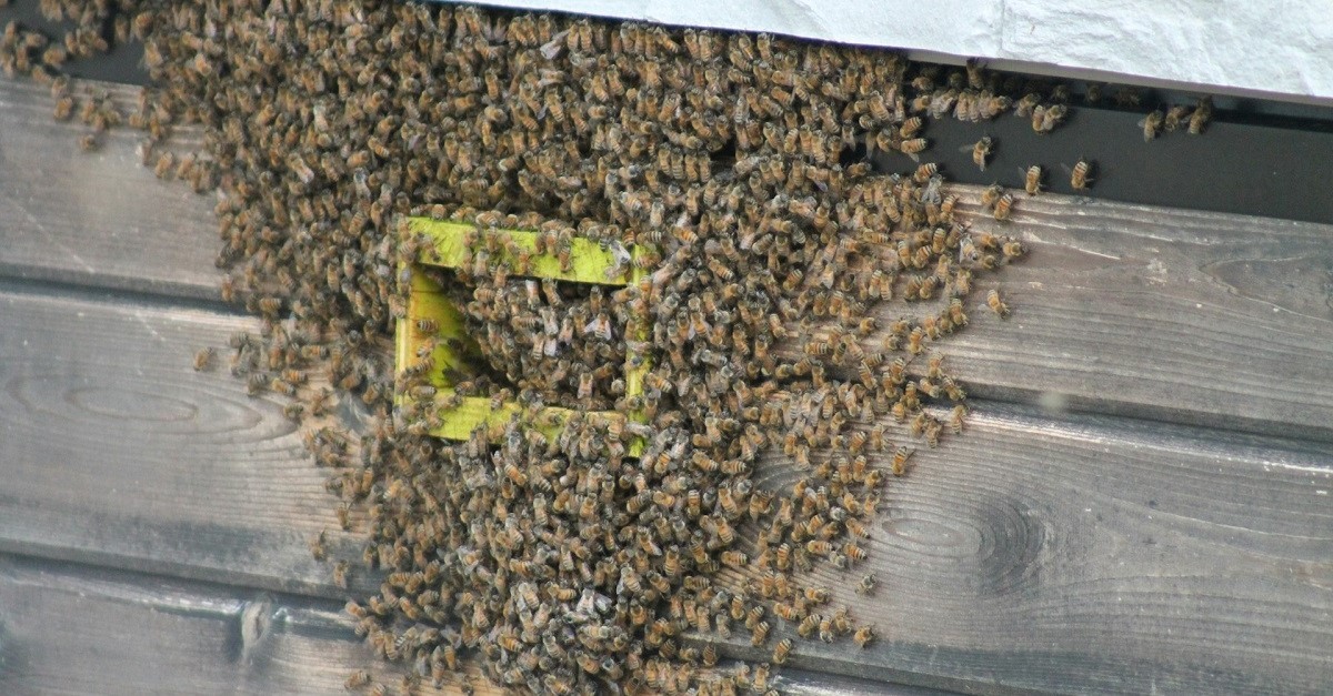 Api fuoriescono da una superficie in legno