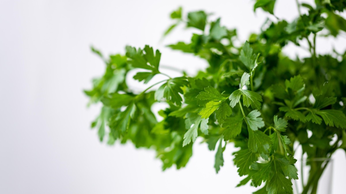 coltivare il prezzemolo in casa