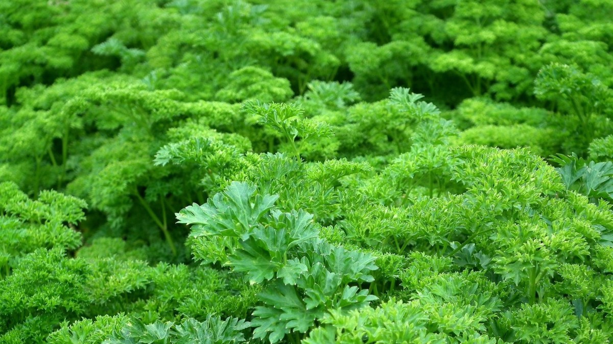 cosa coltivare nell'orto a giugno