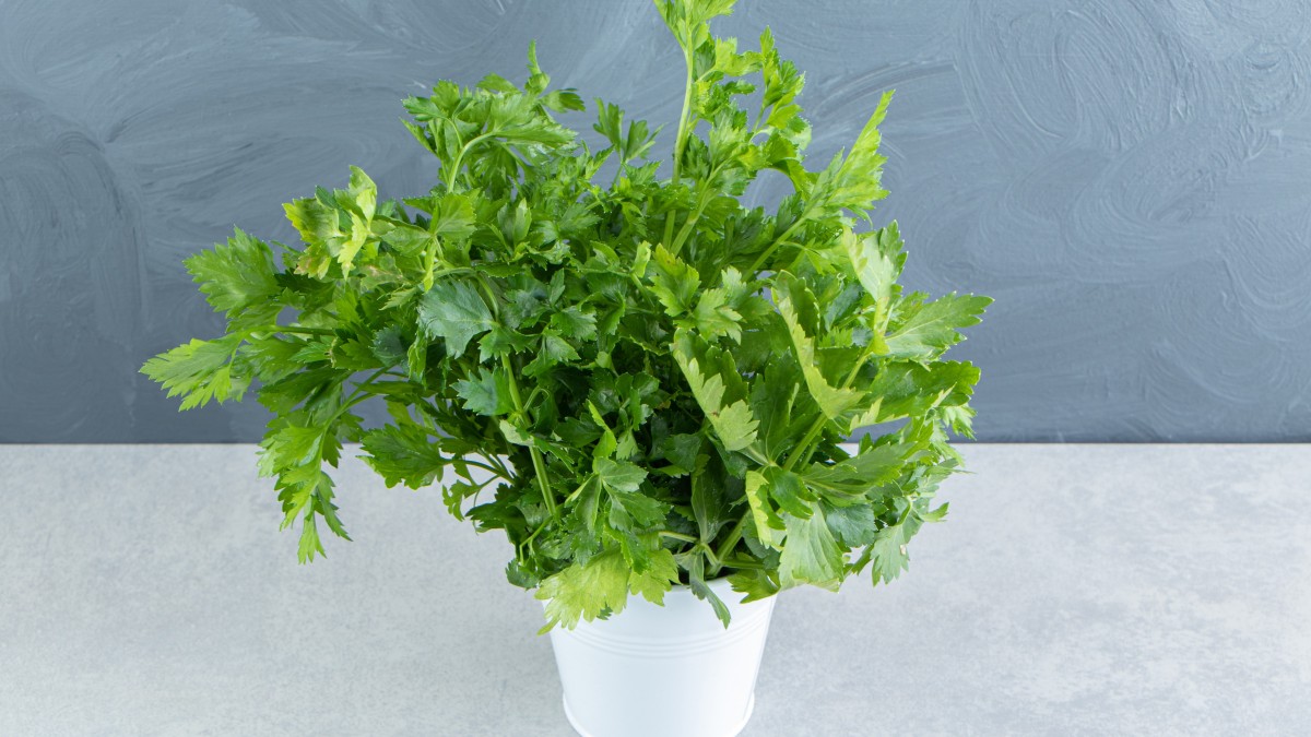 coltivare il prezzemolo in casa