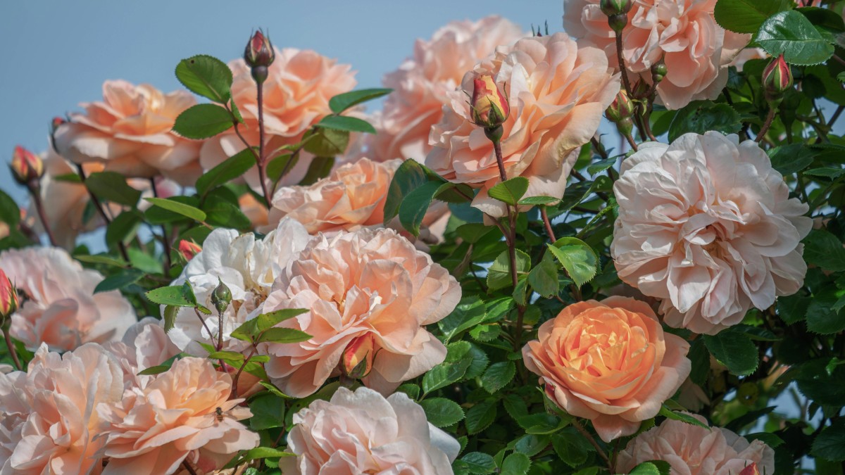 quanto dura una rosa