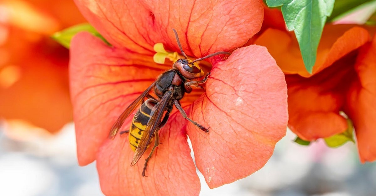 Un calabrone posato su un fiore