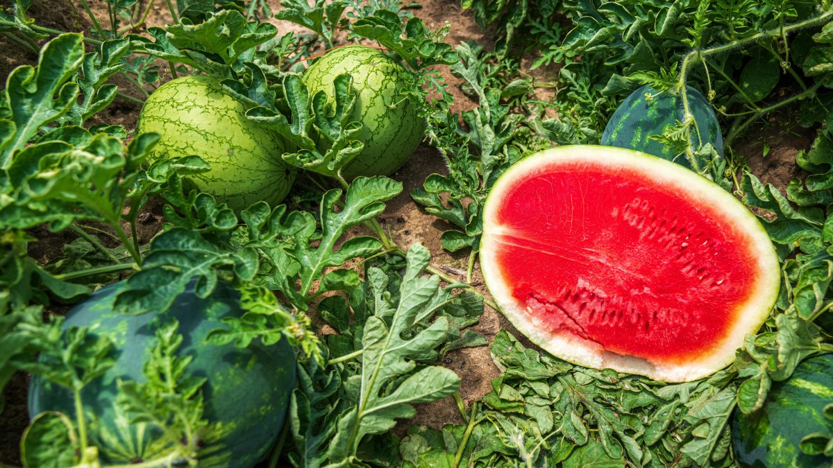 cosa coltivare a giugno nell'orto