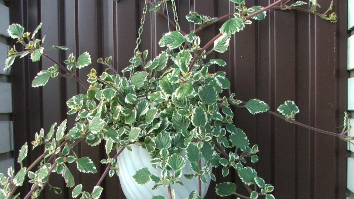 pianta di incenso in casa