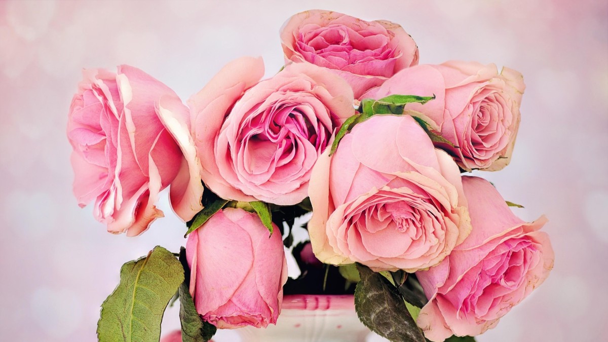 quanto dura una rosa