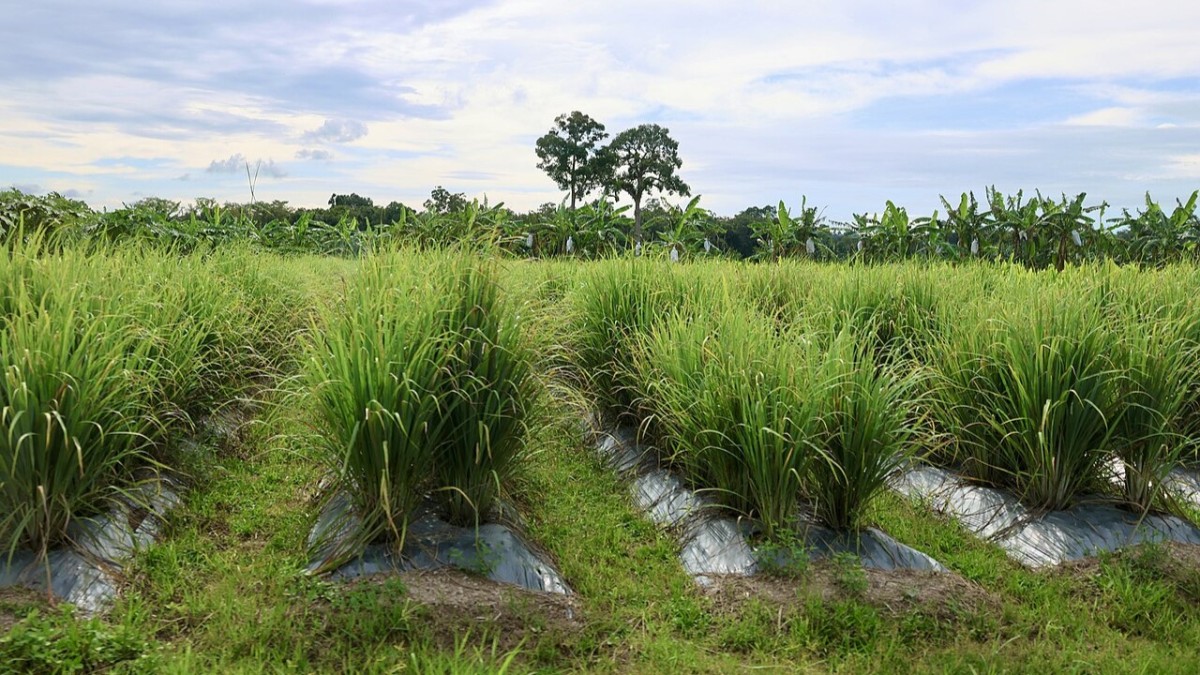 pianta della citronella