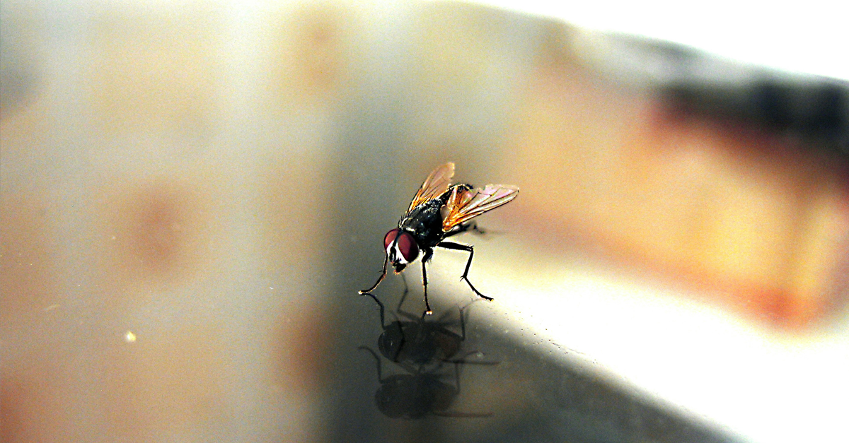 una mosca