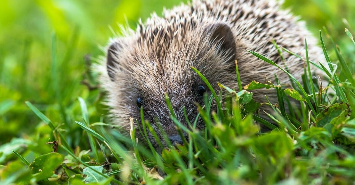 un riccio nel giardino