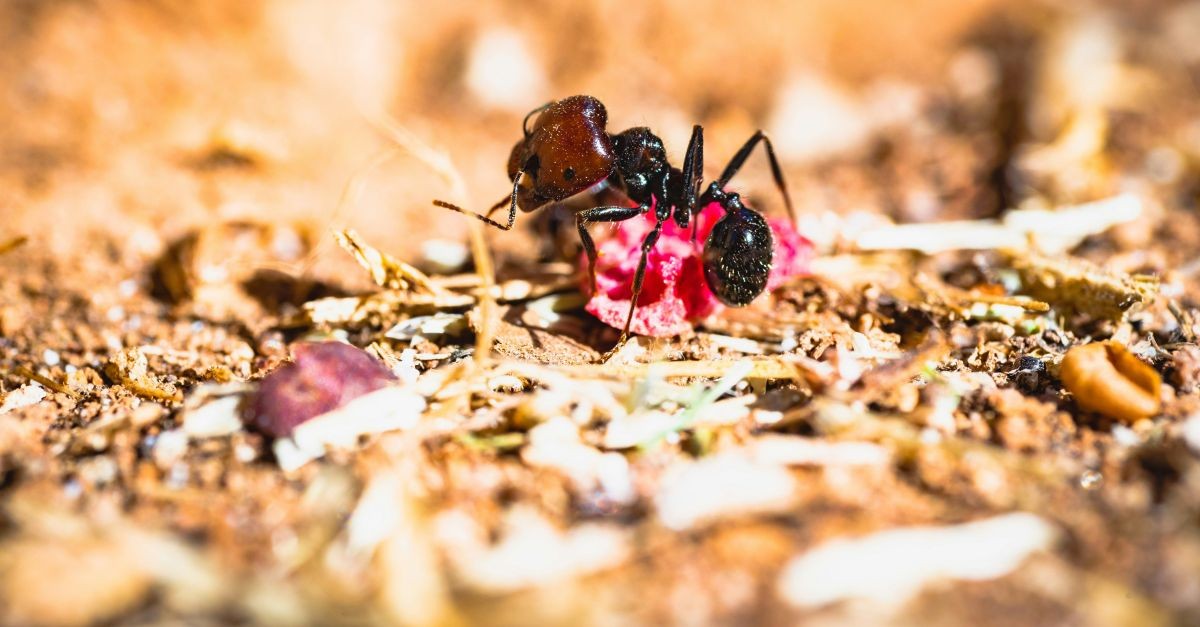 Una formica sul terreno