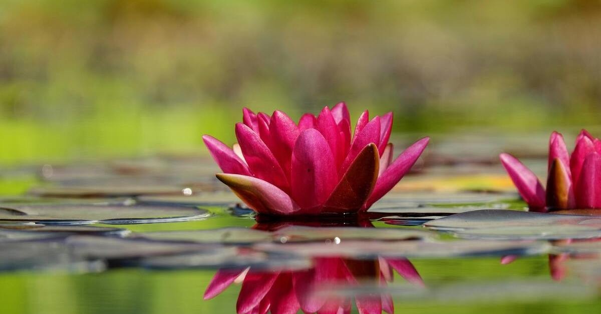 La ninfea, uno degli elementi decorativi piú romantici