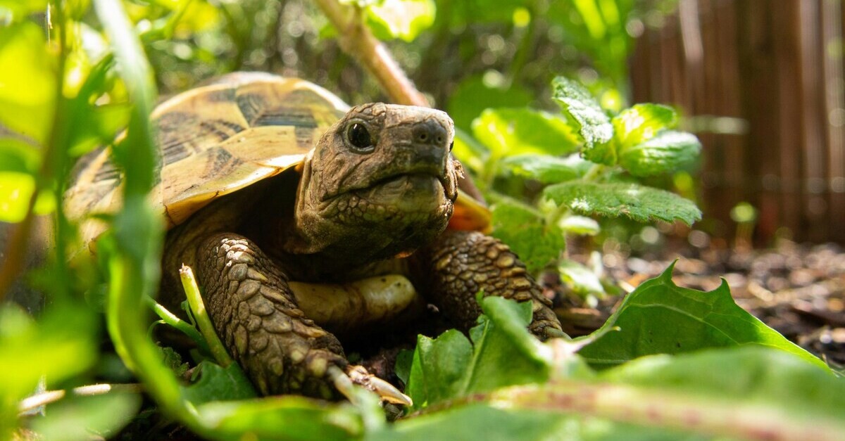 Una tartaruga di terra immersa in un terrario perfetto