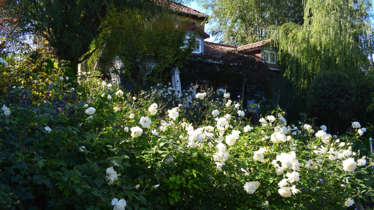 gardenia in casa o fuori