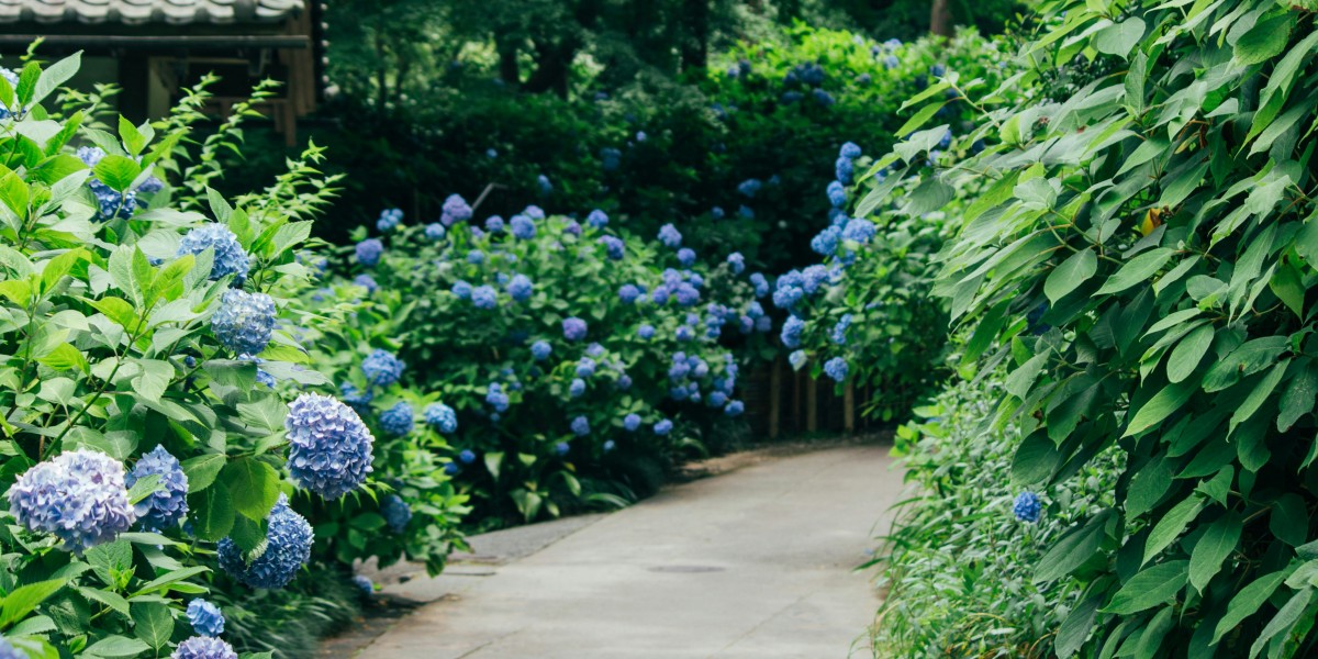 festa delle ortensie bolsena