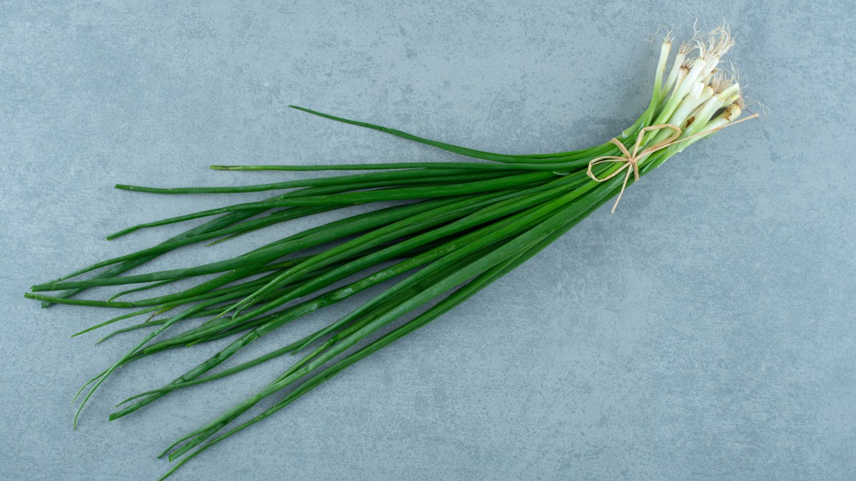 erba cipollina