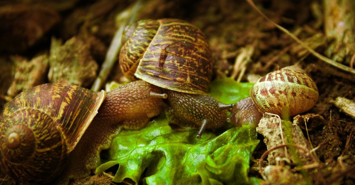 chiocciole su foglie di lattuga