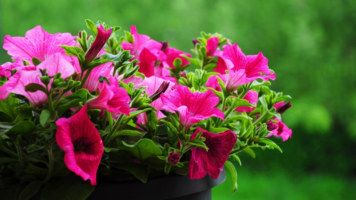 cosa piantare a luglio