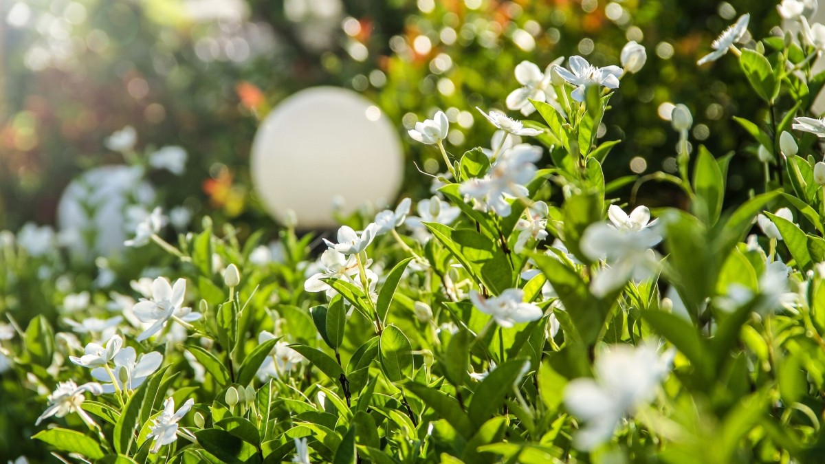 gardenia in casa o fuori