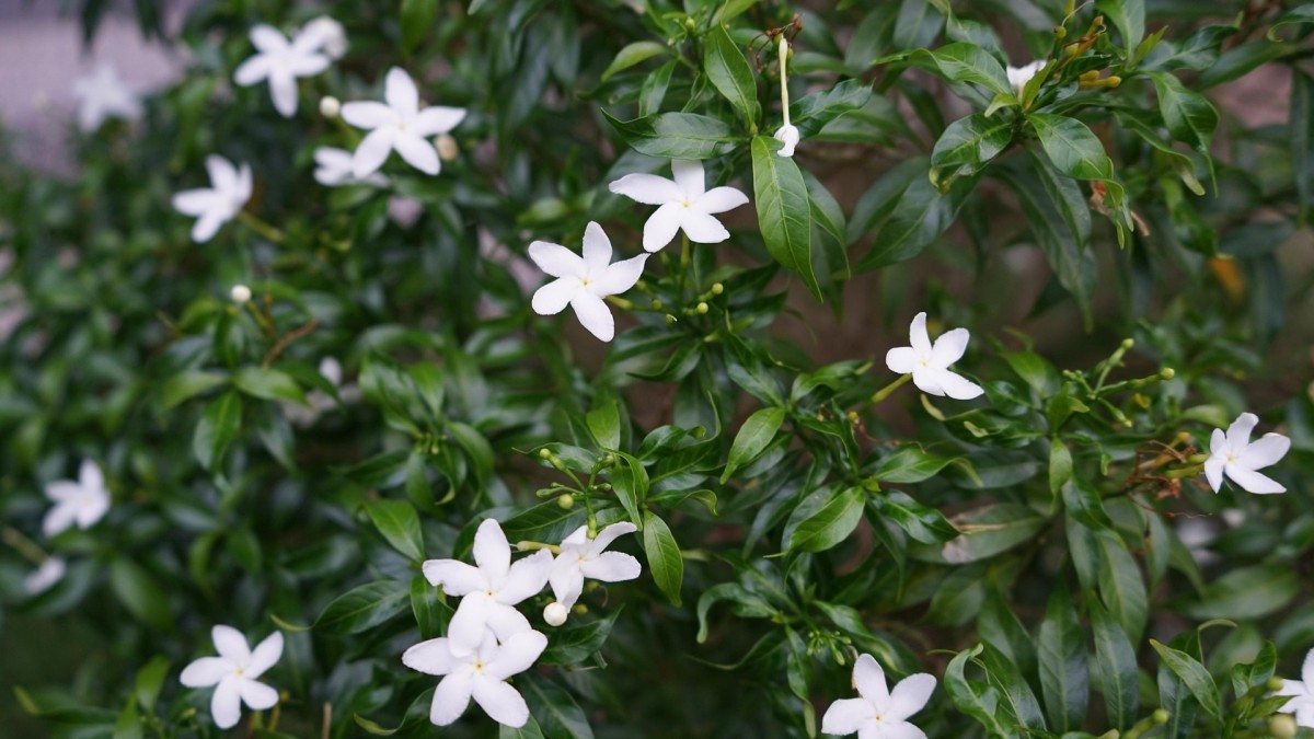 gardenia in casa o fuori