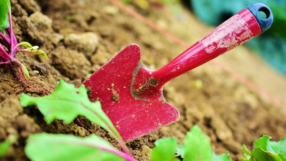 cosa piantare a luglio