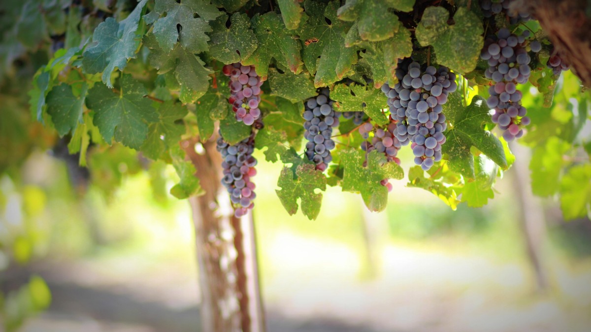 migliori vini lucani