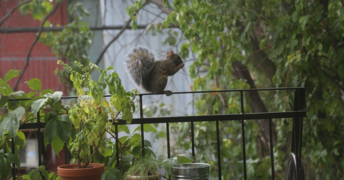 Uno scoiattolo sulla ringhiera di un balcone