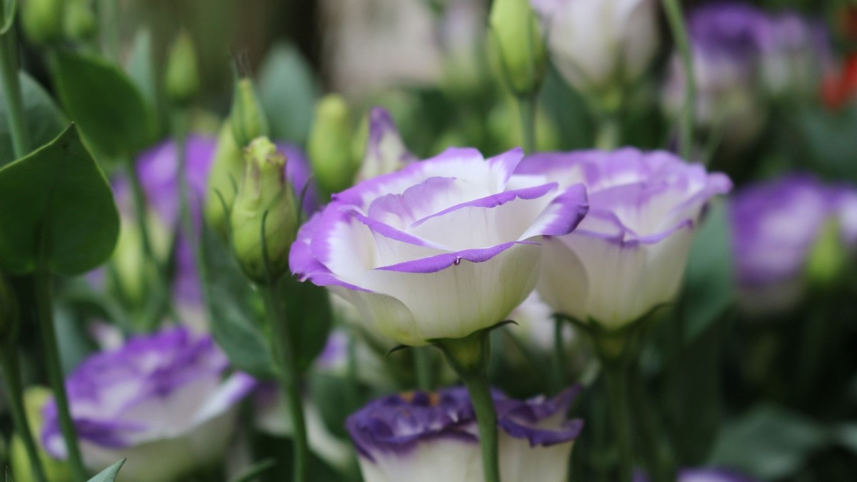 lisianthus