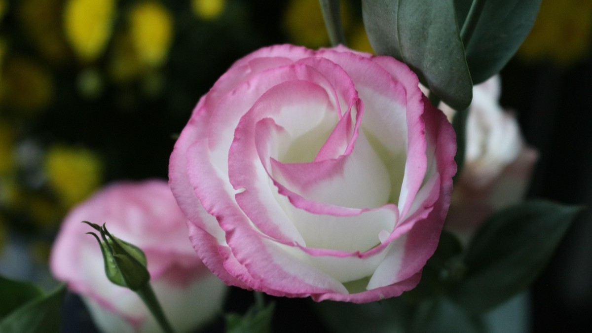 lisianthus