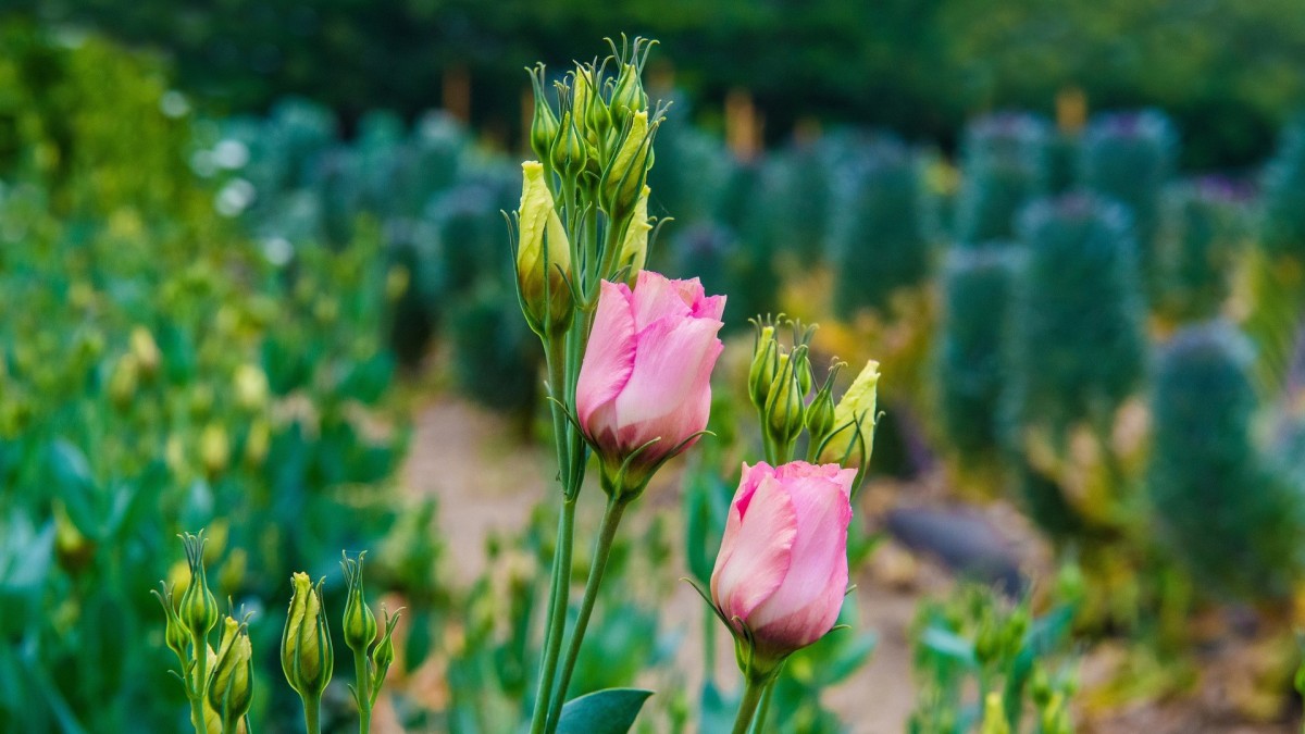 lisianthus