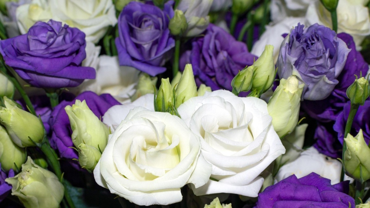 lisianthus