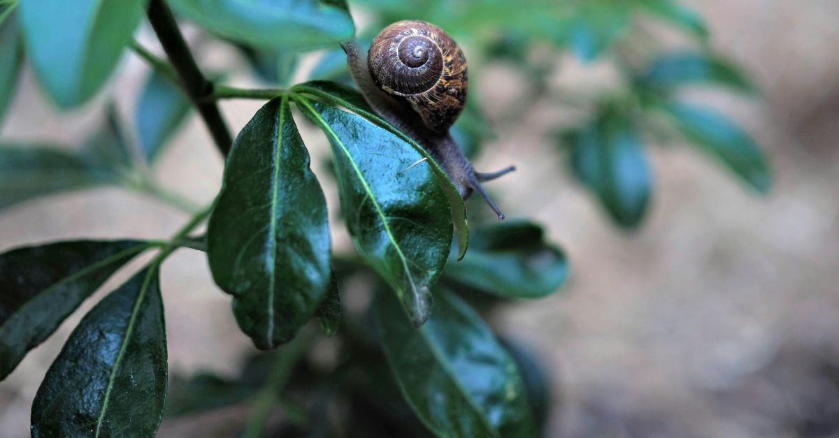 lumachina arrampicata su una pianta