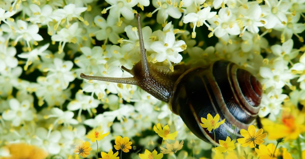 lumachina in mezzo ai fiori