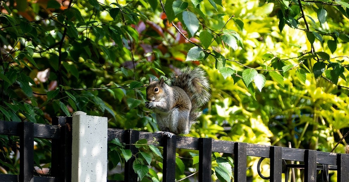 Uno scoiattolo su una staccionata