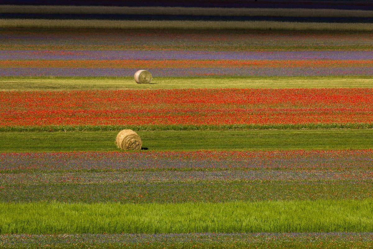 fioritura lenticchie norcia