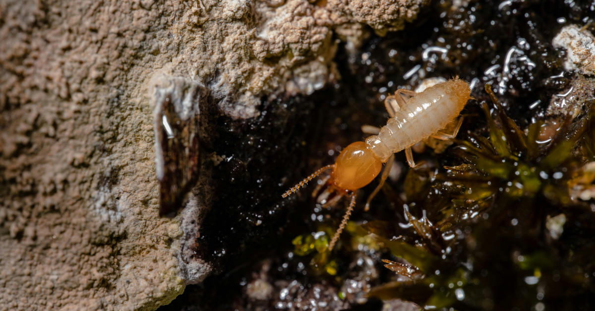 una termite