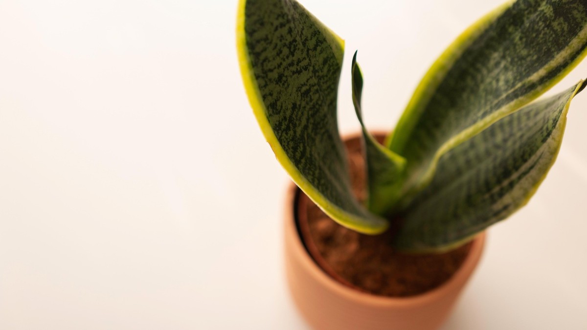 sansevieria vaso adatto