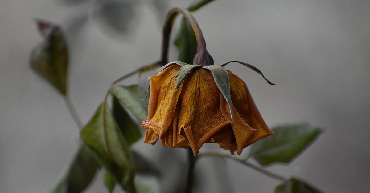 Il fiore appassito di una pianta Il fiore appassito di una pianta