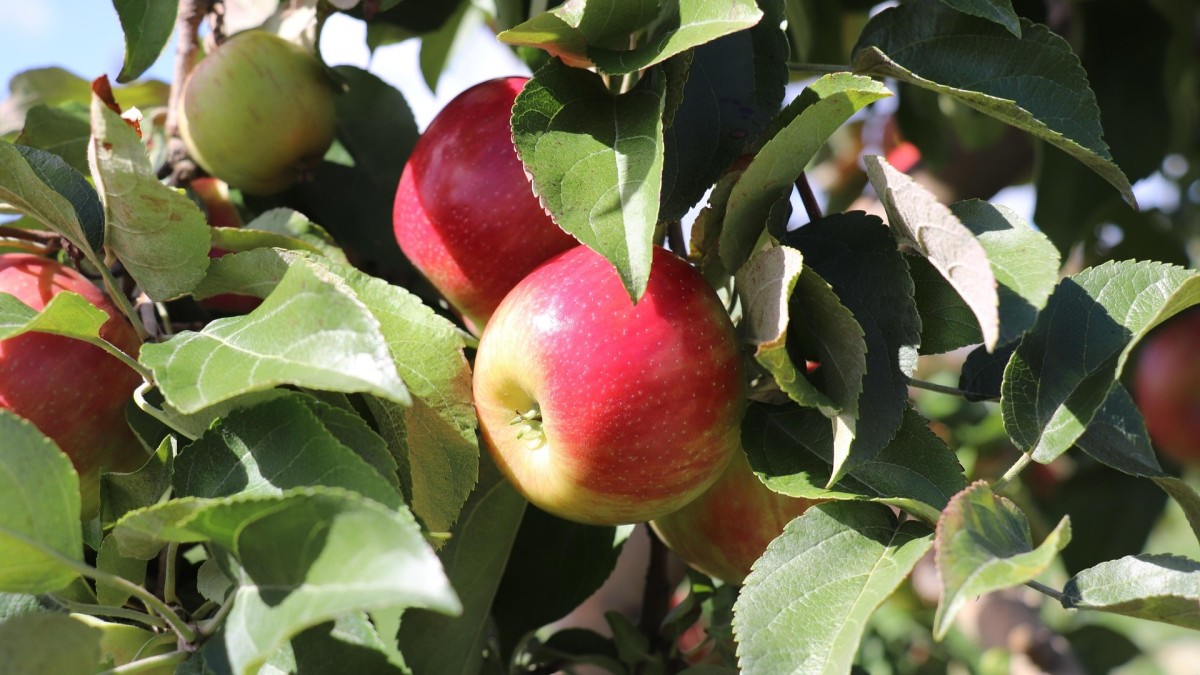 giardino rustico idee