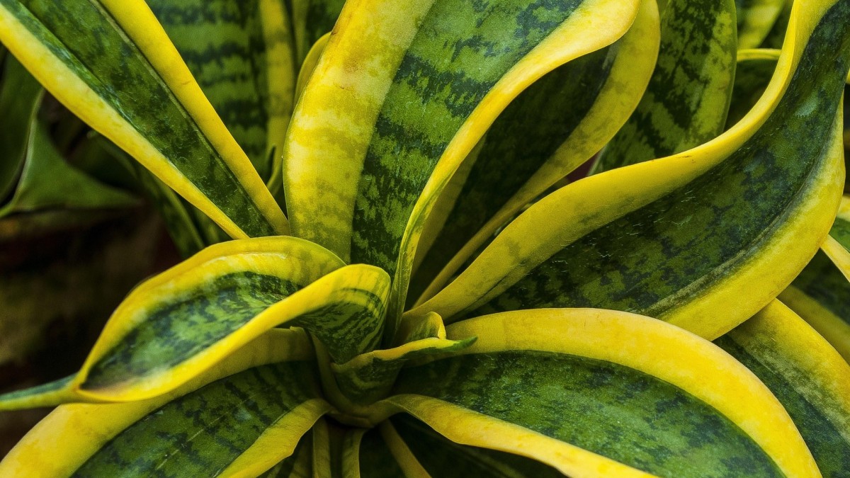 sansevieria vaso adatto