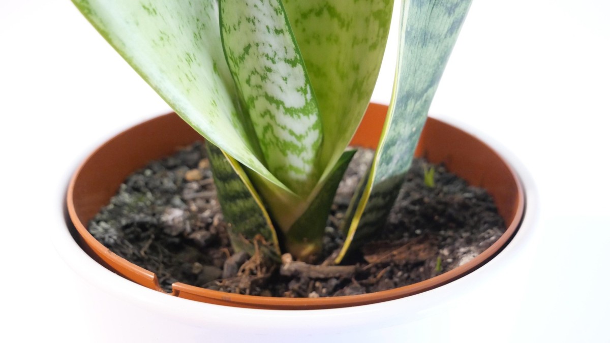 sansevieria vaso adatto