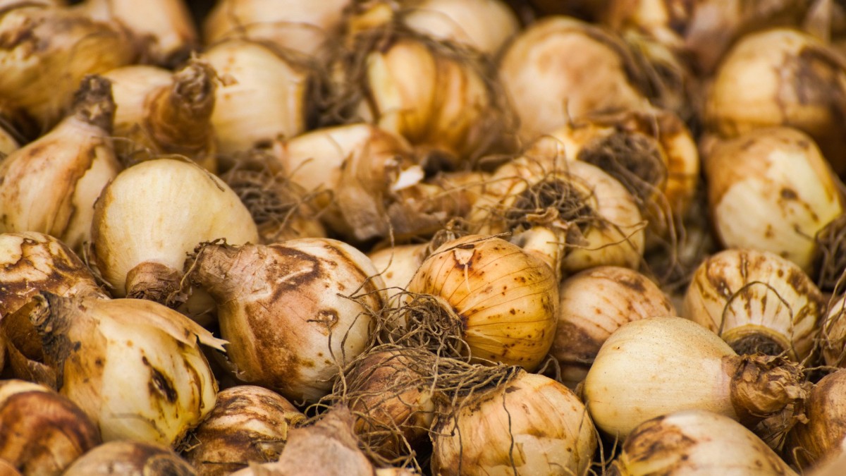 si possono lasciare i bulbi di tulipano nel terreno