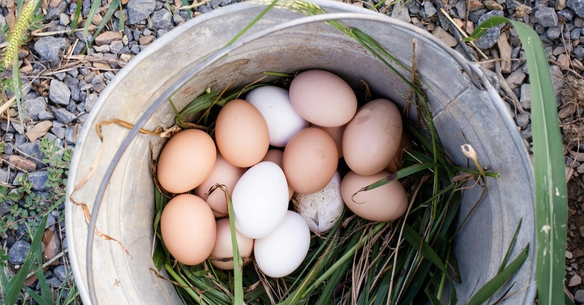 uova nel secchio per terreno