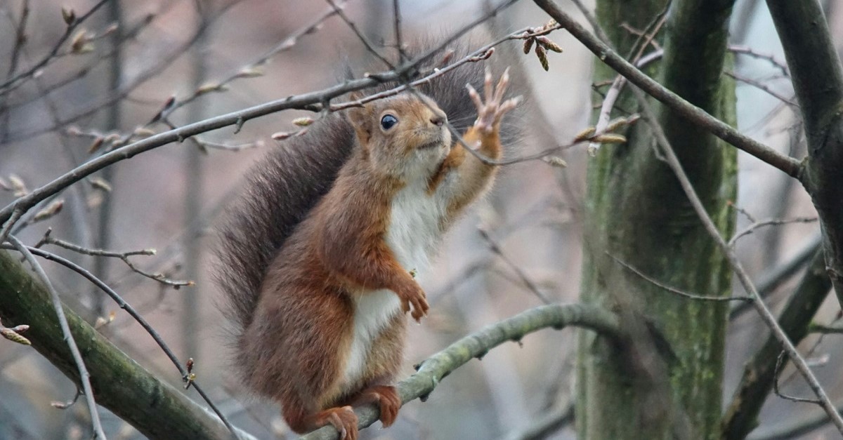 Uno scoiattolo sul ramo di un albero