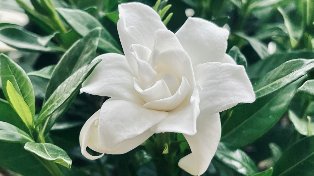 gardenia in casa o fuori