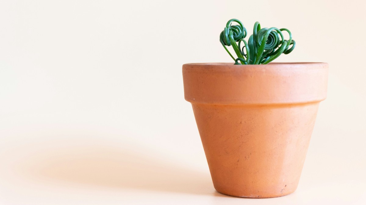 albuca spiralis cura